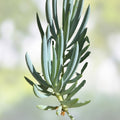Blue Chalk Sticks Succulent Cutting, Senecio serpens, Live Plant, Indoor Outdoor Garden Decor, Starter Plant, Bare Root