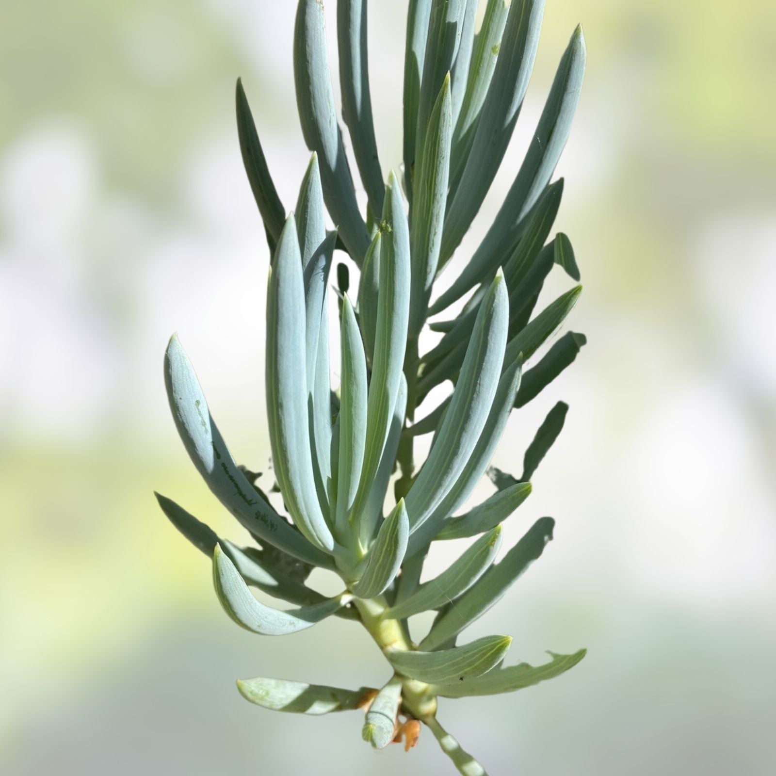 Blue Chalk Sticks Succulent Cutting, Senecio serpens, Live Plant, Indoor Outdoor Garden Decor, Starter Plant, Bare Root