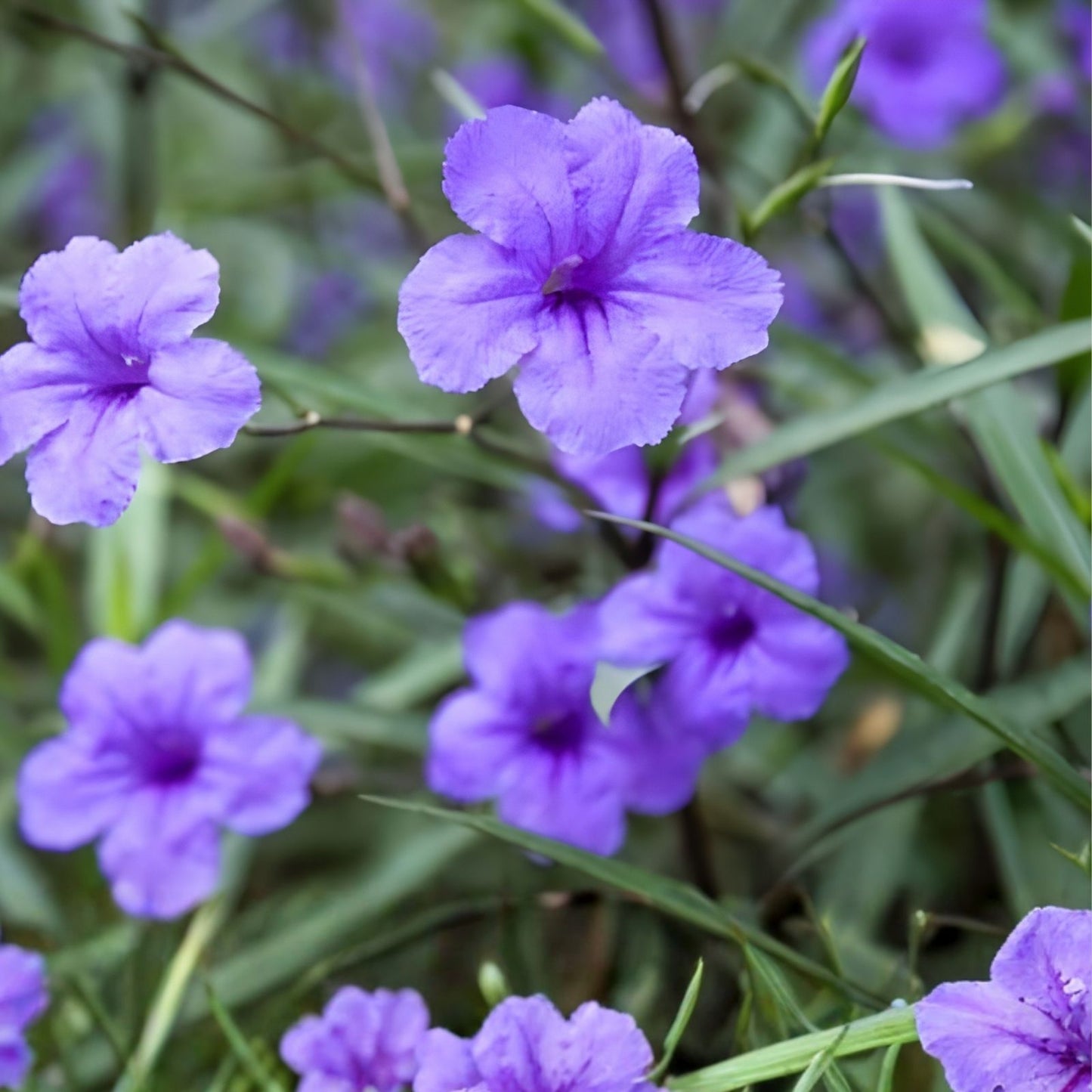 Mexican Petunia Cuttings 6 Purple Showers Perennial Ruellia simplex for Garden, Landscape, Pollinators - Fast Growing