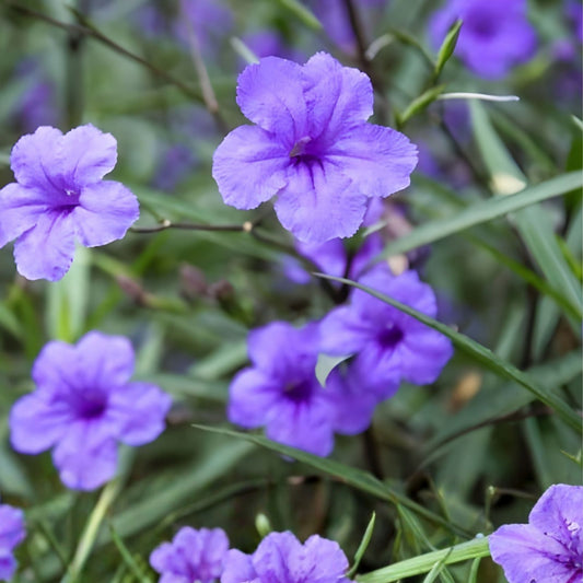 Mexican Petunia Cuttings 6 Purple Showers Perennial Ruellia simplex for Garden, Landscape, Pollinators - Fast Growing