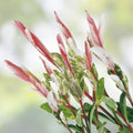 Pink Flamingo Willow Bush Cuttings 2 Pack, Variegated Salix integra 'Hakuro-nishiki' for Bonsai and Garden Decor