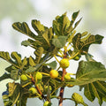 White Marseilles Fig Cuttings – 3 Unrooted Honey Sweet Ficus carica Fruit Tree Garden Plant