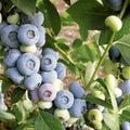 Guava Fruit Tree Seeds - Tropical Exotic Fruit - Psidium guajava - Easy to Grow for Home Gardens and Planting