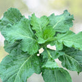 Anise Seeds 100+ Heirloom Aromatic Herb Pimpinella anisum Culinary Plant Starter Live Herb Seed