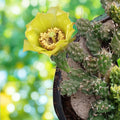 Grusonia Bulbispina Cactus Cuttings Rare Durango Zacatecas Succulent Plant Starter Live Plant