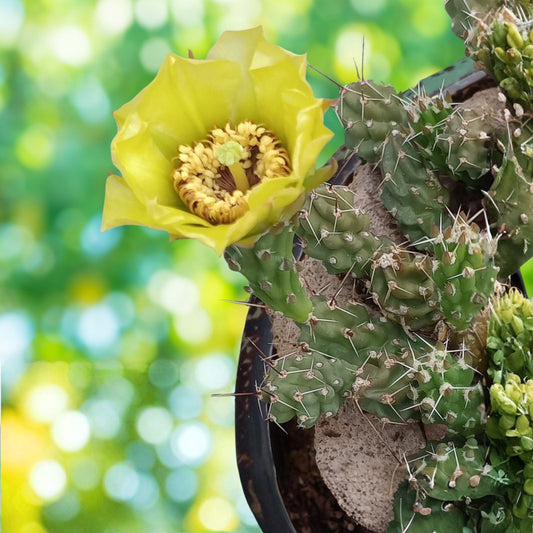 Grusonia Bulbispina Cactus Cuttings Rare Durango Zacatecas Succulent Plant Starter Live Plant
