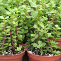 Rainbow Variegated Elephant Bush Dwarf Jade Plant Cuttings – 2 Unrooted Succulent Plantlets, Portulacaria afra, Houseplant, Starter Plants