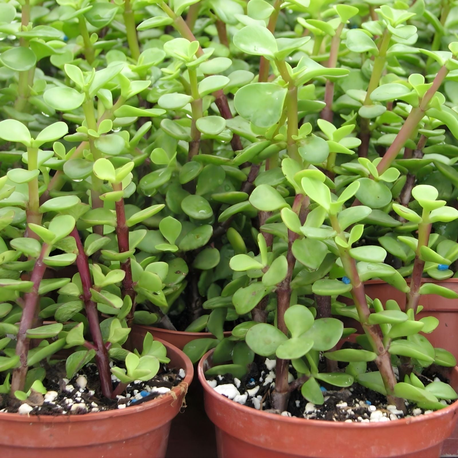 Rainbow Variegated Elephant Bush Dwarf Jade Plant Cuttings – 2 Unrooted Succulent Plantlets, Portulacaria afra, Houseplant, Starter Plants