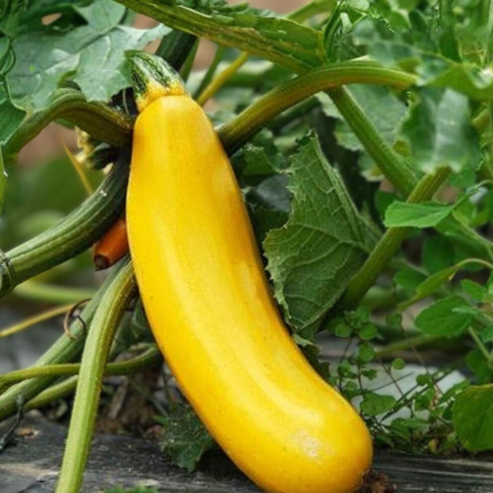 Heirloom Golden Zucchini Seeds Non-GMO Organic Vegetable Seeds Cucurbita pepo for Gardening, Live Plant, Starter, Bare Root, Cutting