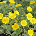 Potentilla aurea Seeds 1000 Count | Golden Cinquefoil Perennial Flower Seeds for Garden, Landscaping, Easy Growth