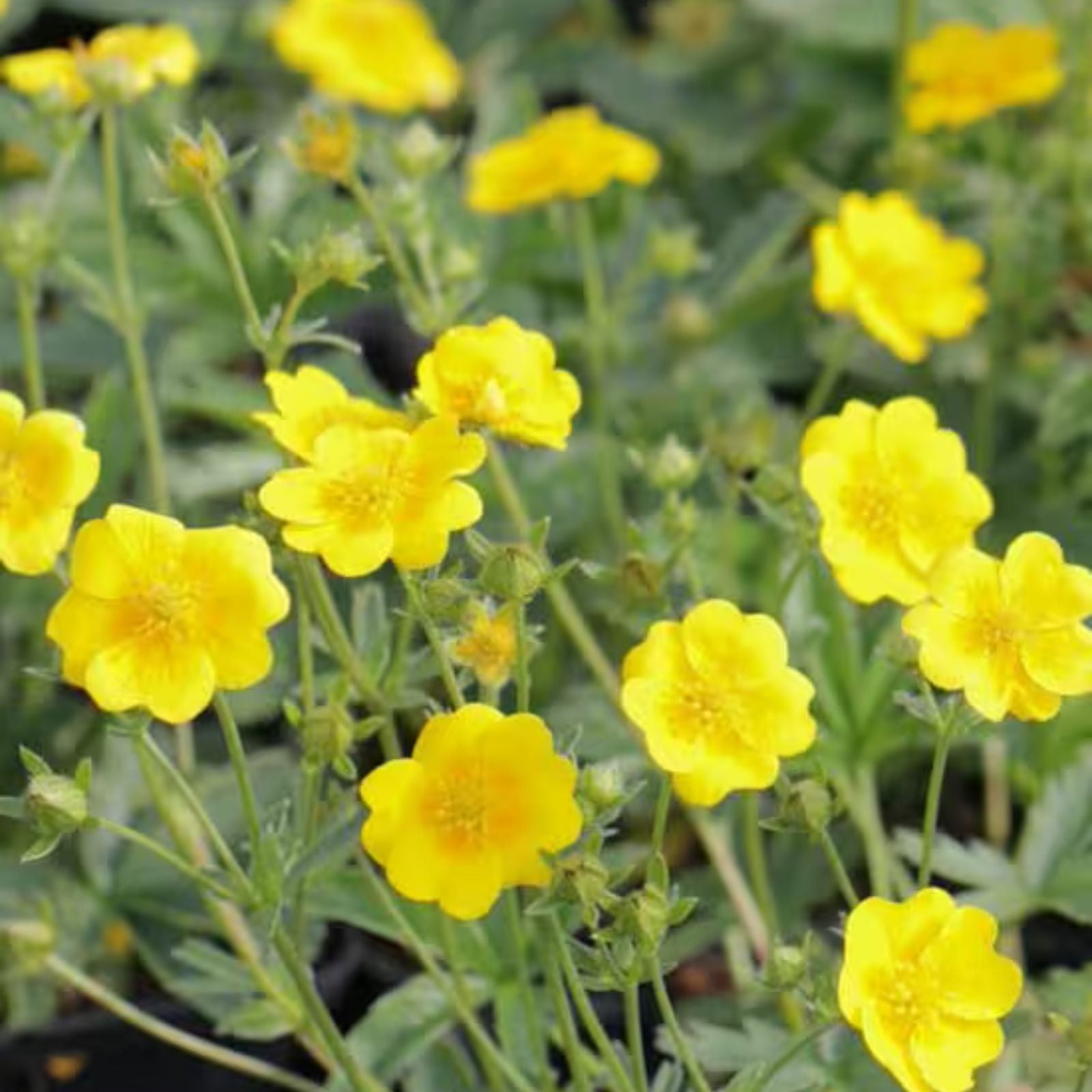 Potentilla aurea Seeds 1000 Count | Golden Cinquefoil Perennial Flower Seeds for Garden, Landscaping, Easy Growth