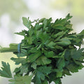 Dark Green Italian Heirloom Parsley Seeds Non-GMO 1000 Pack Herb Seeds Petroselinum crispum