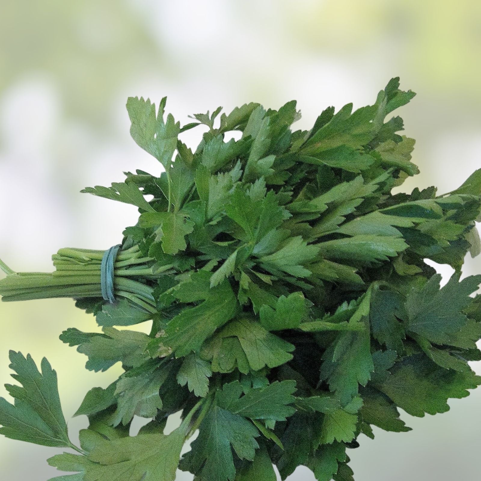 Dark Green Italian Heirloom Parsley Seeds Non-GMO 1000 Pack Herb Seeds Petroselinum crispum