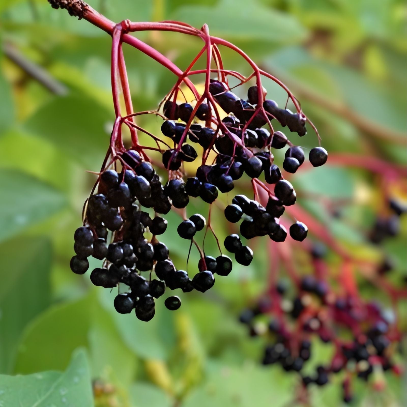 American Elderberry Cuttings Sambucus canadensis Edible Wildlife Variety 12 Unrooted Starter Plants