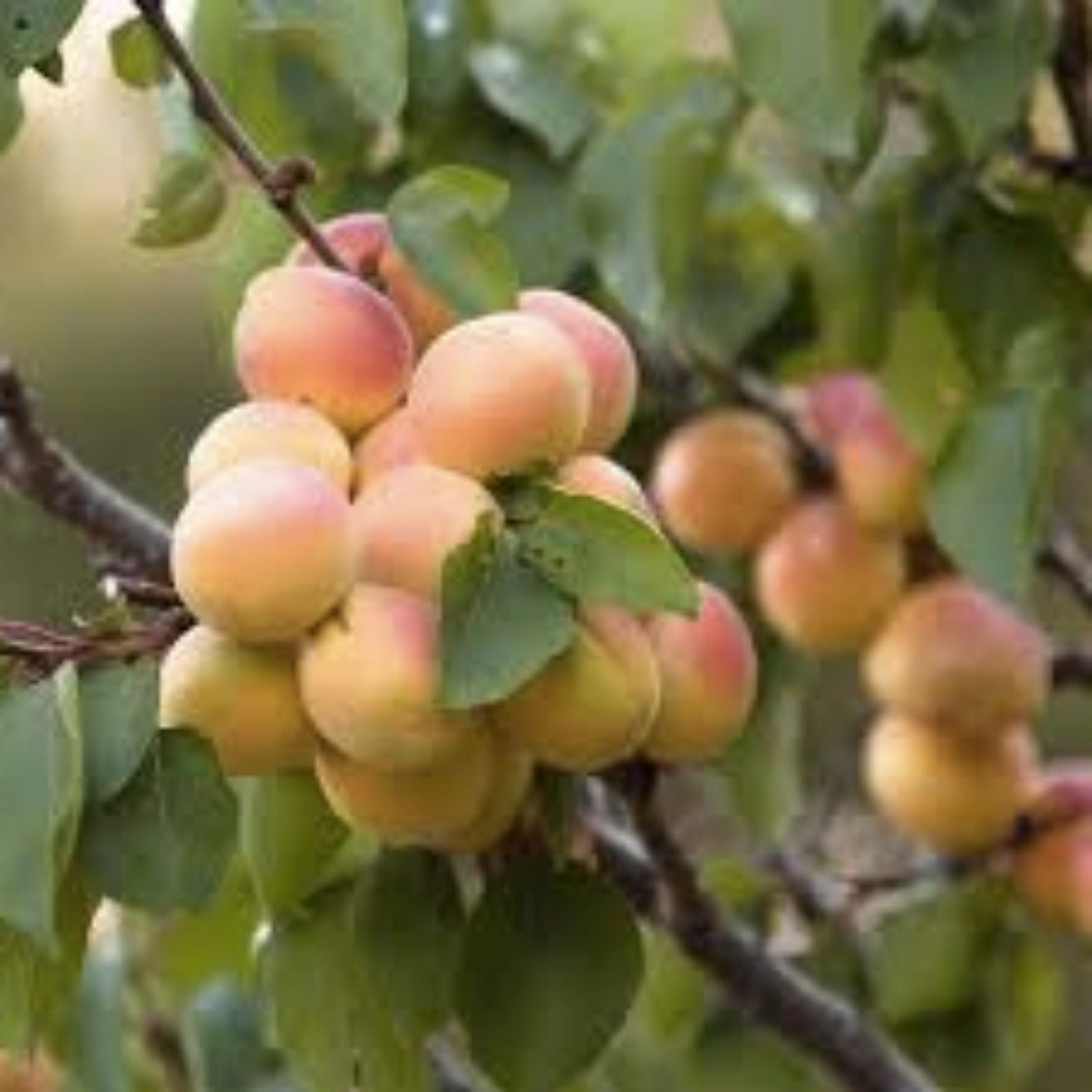 Aprium Apricot Plum Hybrid Scions - Flavor Delight Variety - Fruit Tree Grafting Material - Live Plant Cutting