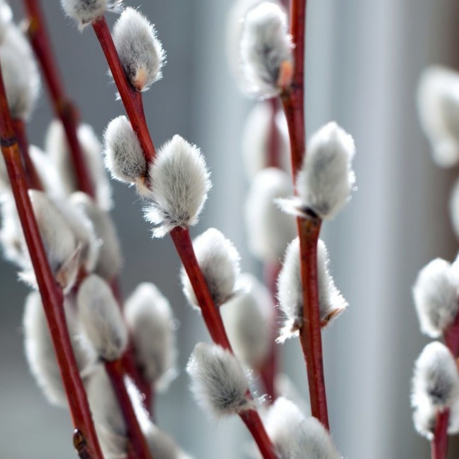 Pussy Willow Cuttings Salix discolor Live Plant Starter Branches for Propagation Floral Arrangements 10 Pack