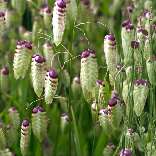 Greater Quaking Grass Seeds 50 Pack – Rattlesnake Grass, Briza maxima, Ornamental Drought-Resistant Perennial Seeds