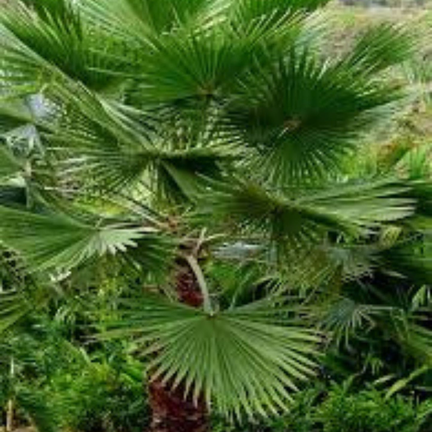 Mexican Fan Palm Tree Seeds Washington Robusta 50+ Fresh Live Plant Cutting Bare Root Starter Tree