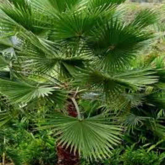 Mexican Fan Palm Tree Seeds Washington Robusta 50+ Fresh Live Plant Cutting Bare Root Starter Tree