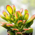 Ruschia Uncinata 'Doringvygie' Succulent Live Plant 2 Inch, Drought-Tolerant Ground Cover for Garden Decor