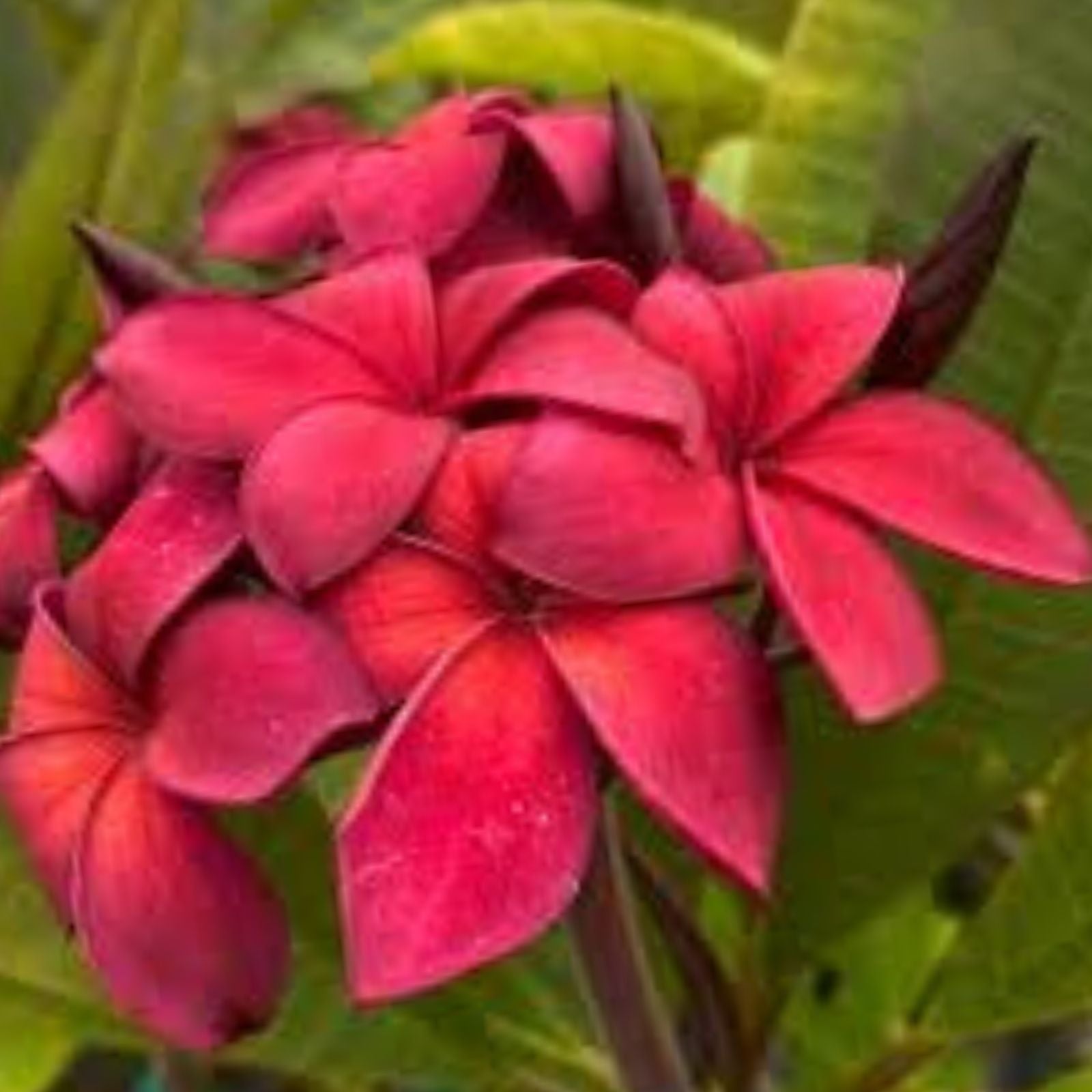 Hawaiian Regal Plumeria Plant 10" Velvet Red Pink Frangipani Live Tropical Garden Houseplant