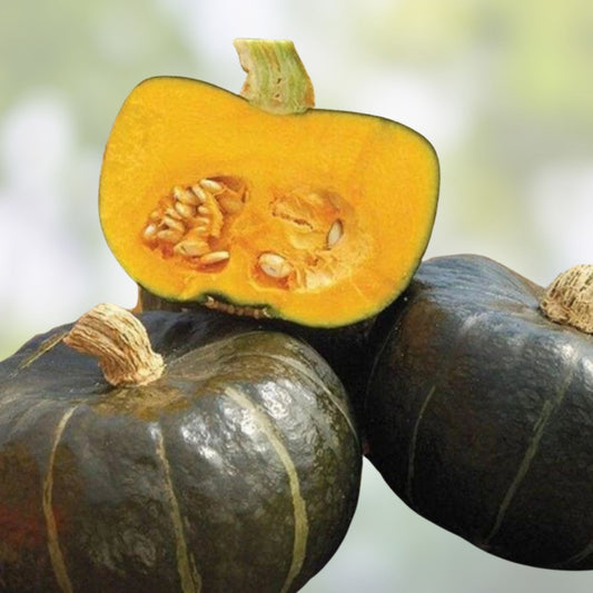 Organic Buttercup Winter Squash Seeds 10 Cucurbita maxima Heirloom Non-GMO Gourmet Vegetable Plant