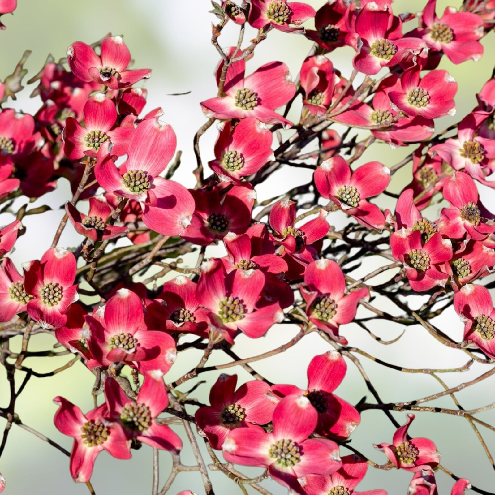 Cherokee Chief Dogwood Tree Live Plant 16+ Inches Red Flowers Deciduous Cornus florida Starter Tree