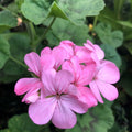 Bubblegum Pink Pelargonium Zonal Geranium Cuttings Live Plant for Indoor Garden 4x8" Pot