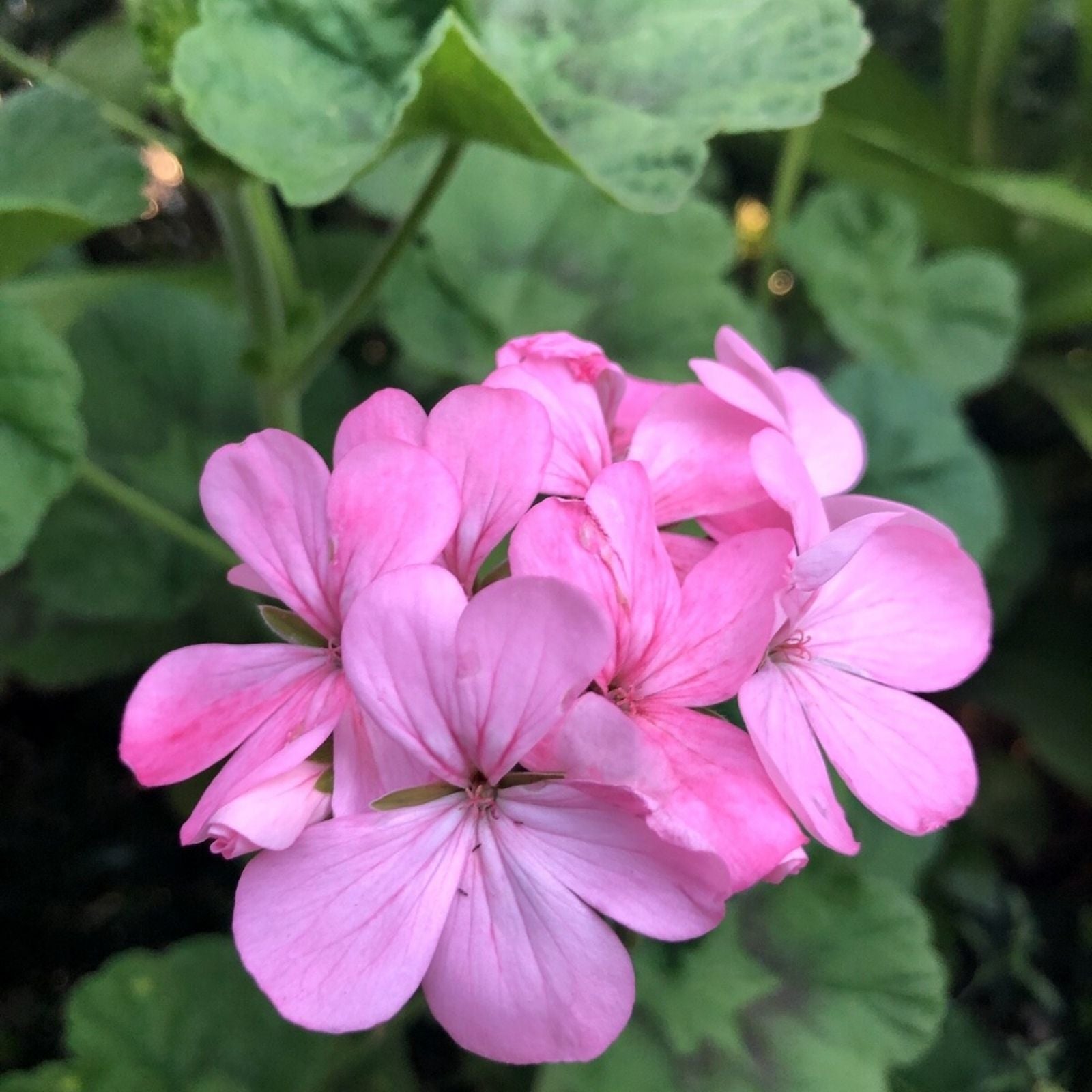 Bubblegum Pink Pelargonium Zonal Geranium Cuttings Live Plant for Indoor Garden 4x8" Pot