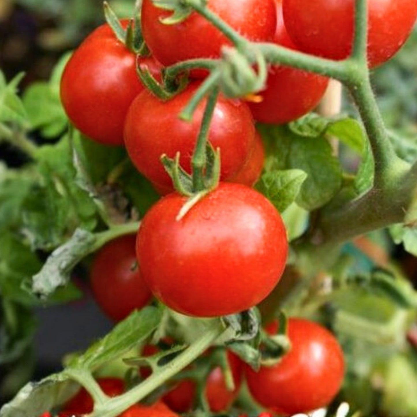 Heirloom Tomato Seeds 500 Count Red Ponderosa Non-GMO Large Variety Solanum lycopersicum