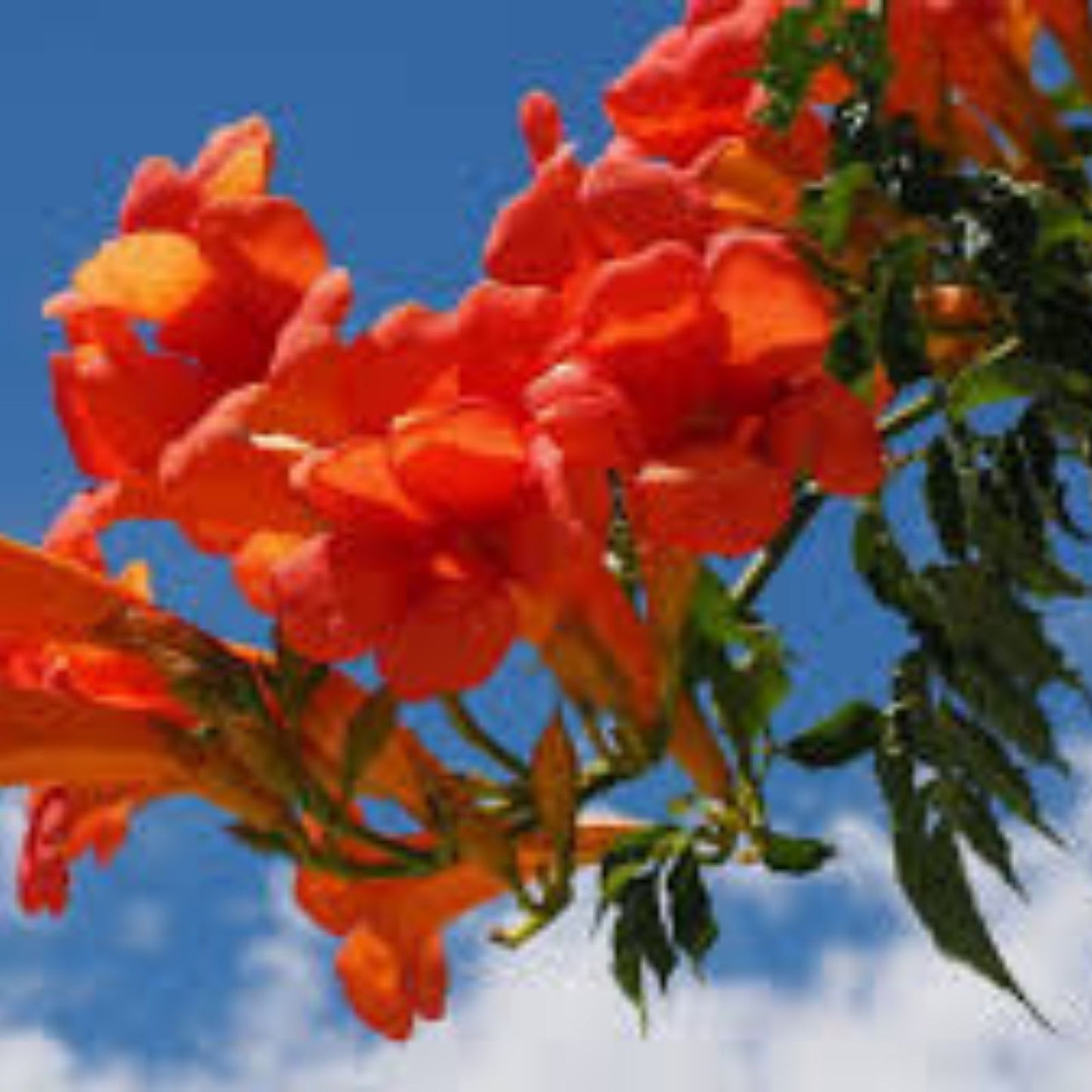 Hummingbird Trumpet Vine Seeds - Dark Red, Campsis radicans, 20 Seeds for Climbing Garden Trellis, Hardy, Fast Shipping