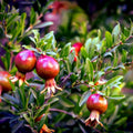 Pomegranate Tree Cuttings 6" Organic Punica granatum Live Plant Pink Red Multicolor Leaves Perennial Fast Growing