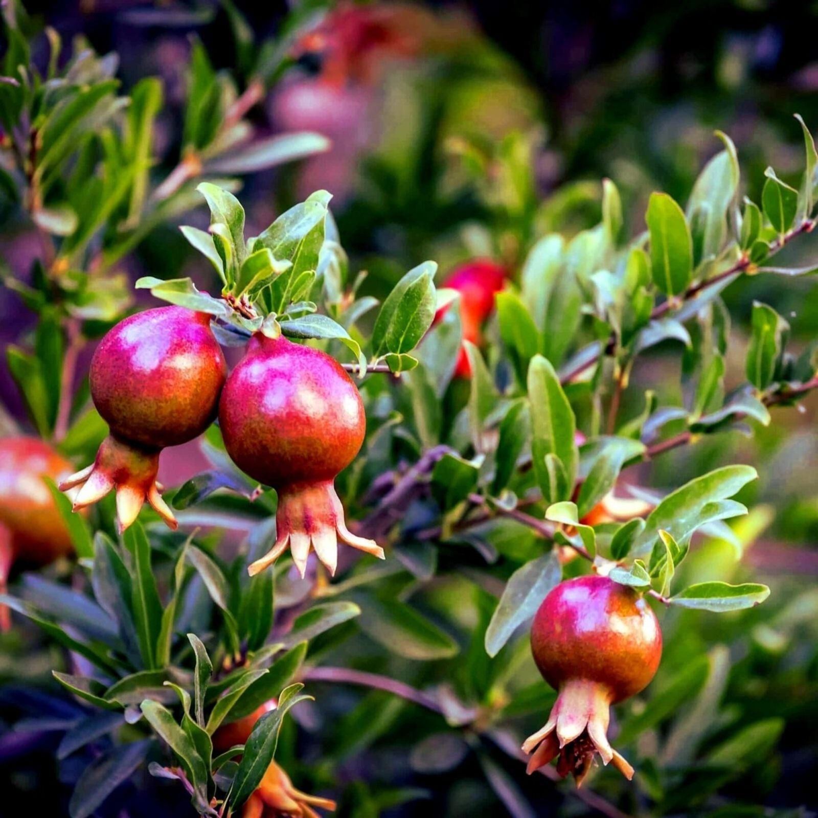Pomegranate Tree Cuttings 6" Organic Punica granatum Live Plant Pink Red Multicolor Leaves Perennial Fast Growing