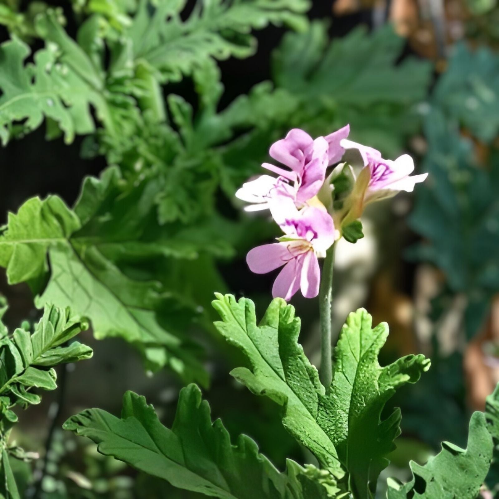 Large Citronella Plant 18" – Live Lemon Geranium Pelargonium 'Citrosum' Pest Repellent Herb Houseplant