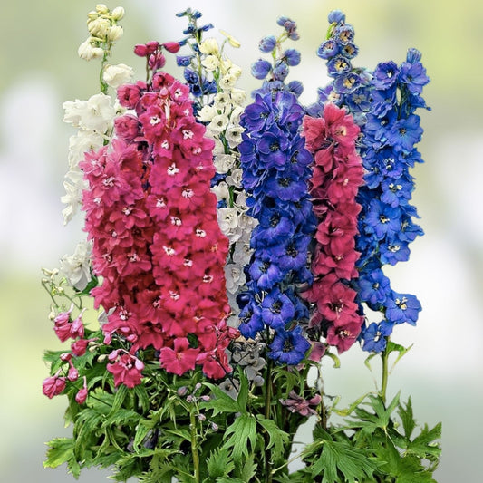 Mixed Delphinium Flower Seeds 100+ Wildflower Seeds for Garden, Cut Flowers, Live Plant, Starter Plant, Bare Root, Non-GMO