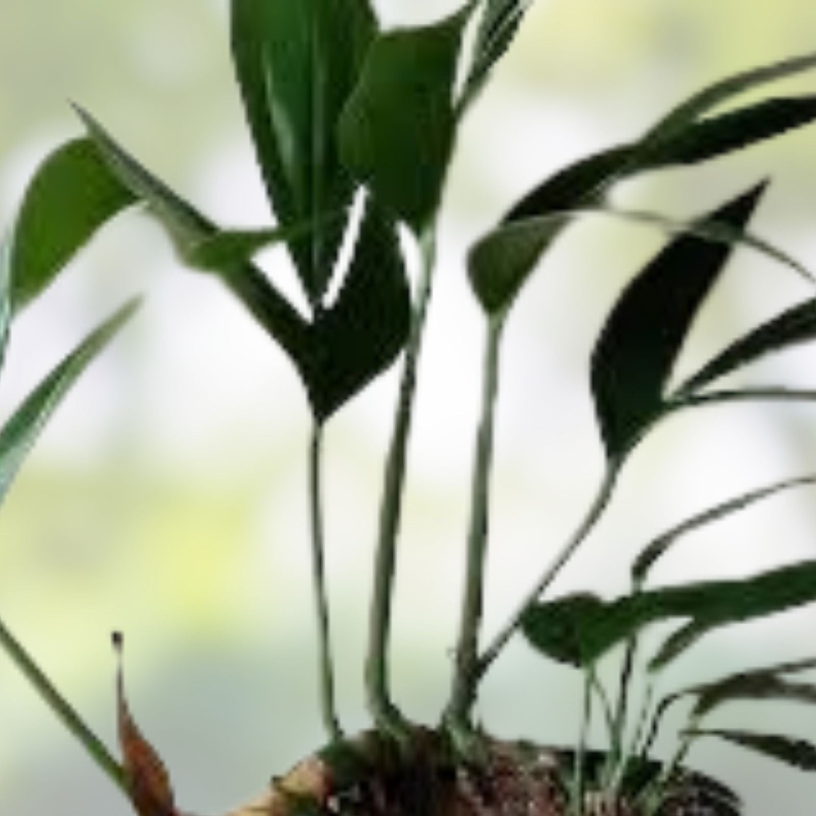 Rhaphidophora decursiva Dragon Tail Indoor Houseplant 4-inch Pot or 3 Cuttings - Exotic Green Foliage - bloomhavennursery
