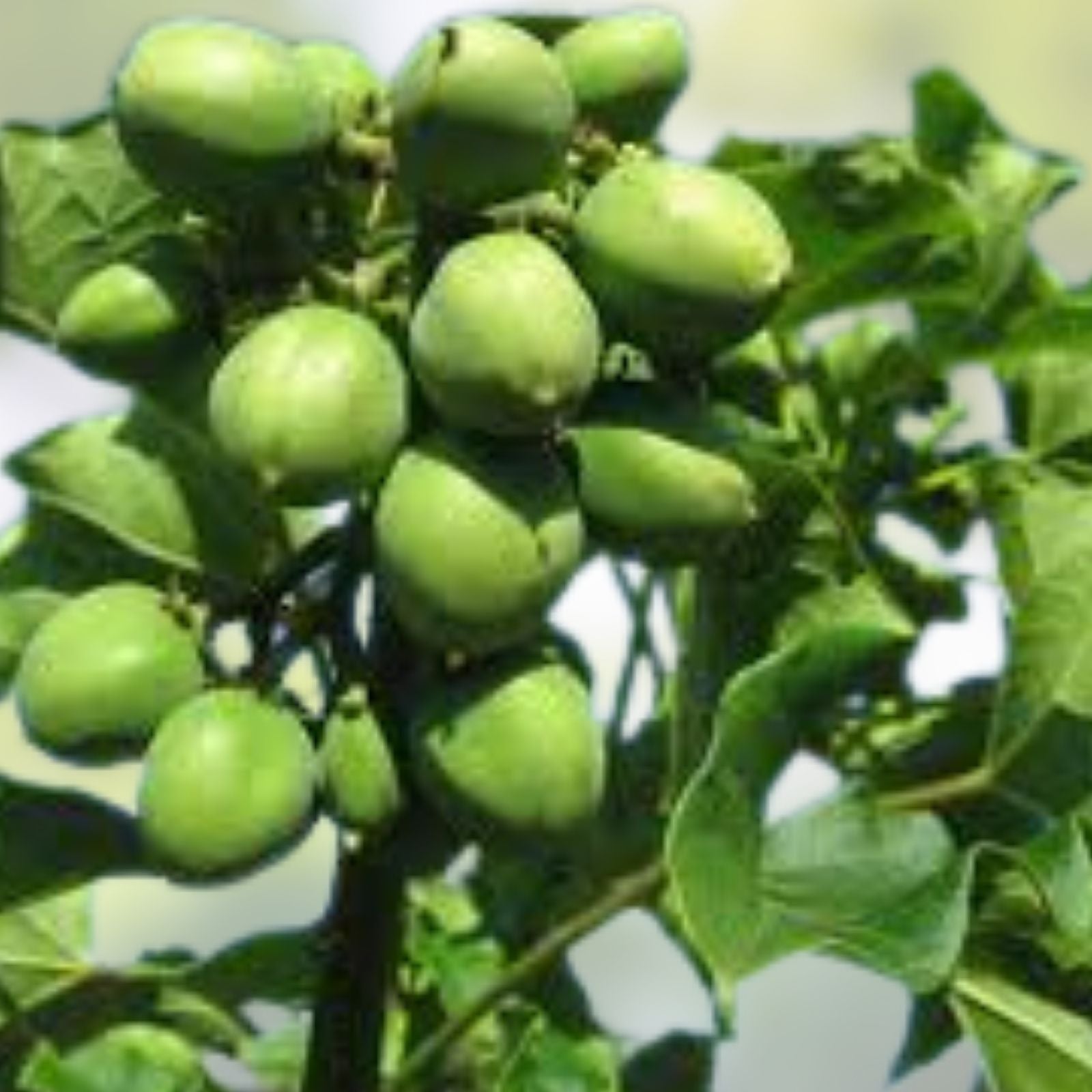 Jatropha Curcas Seeds 15 Rare Physic Nut Drought Tolerant Barbados Variety Live Plant Cutting