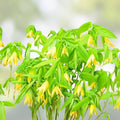 Bellwort Seeds 10 Pack - Uvularia grandiflora - Perennial Flower Seeds with Bell-Shaped Blooms for Planting