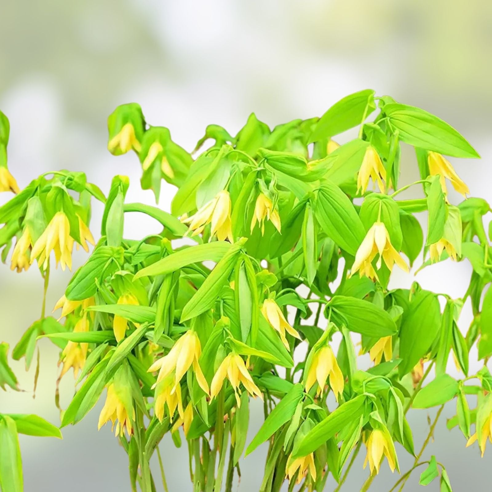 Bellwort Seeds 10 Pack - Uvularia grandiflora - Perennial Flower Seeds with Bell-Shaped Blooms for Planting