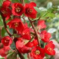 Texas Scarlet Red Quince 1G Live Plant Flowering Bush Chaenomeles × superba 'Texas Scarlet' Bonsai Starter