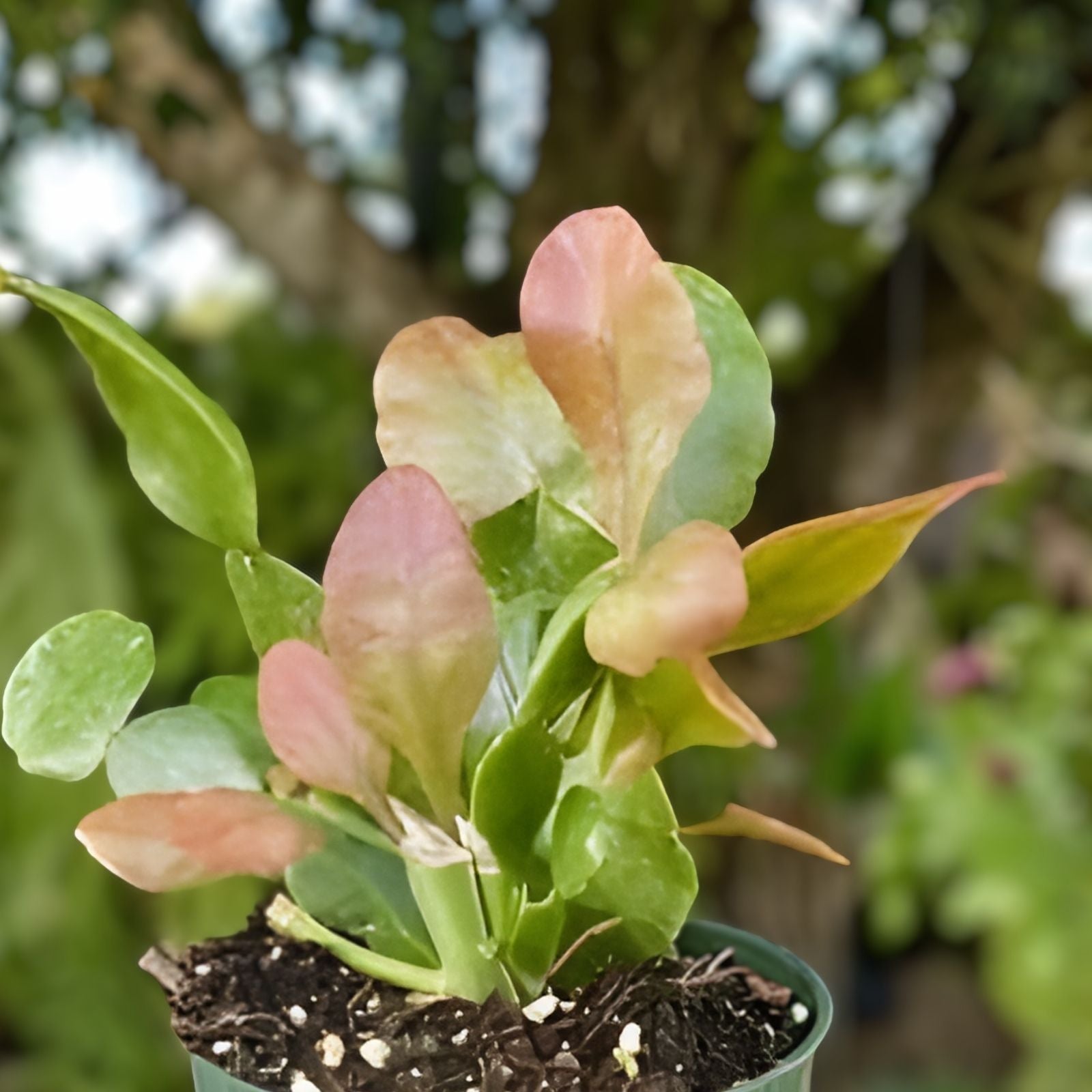 Lepismium cruciformes Cutting 4" Epiphytic Cactus Indoor Plant Propagation Rare Succulent White Blooms
