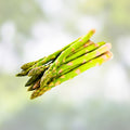 Asparagus Seeds 25 Count Mary Washington Heirloom Vegetable, Organic, Non-GMO, Live Plant, Garden Starter, Asparagus officinalis