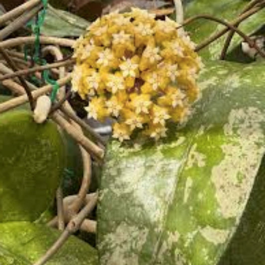 Hoya Fitchii Yellow Plant in 4.5" Pot, Live Indoor Houseplant, Rare Hoya fitchii, Well Rooted, Fresh Stock