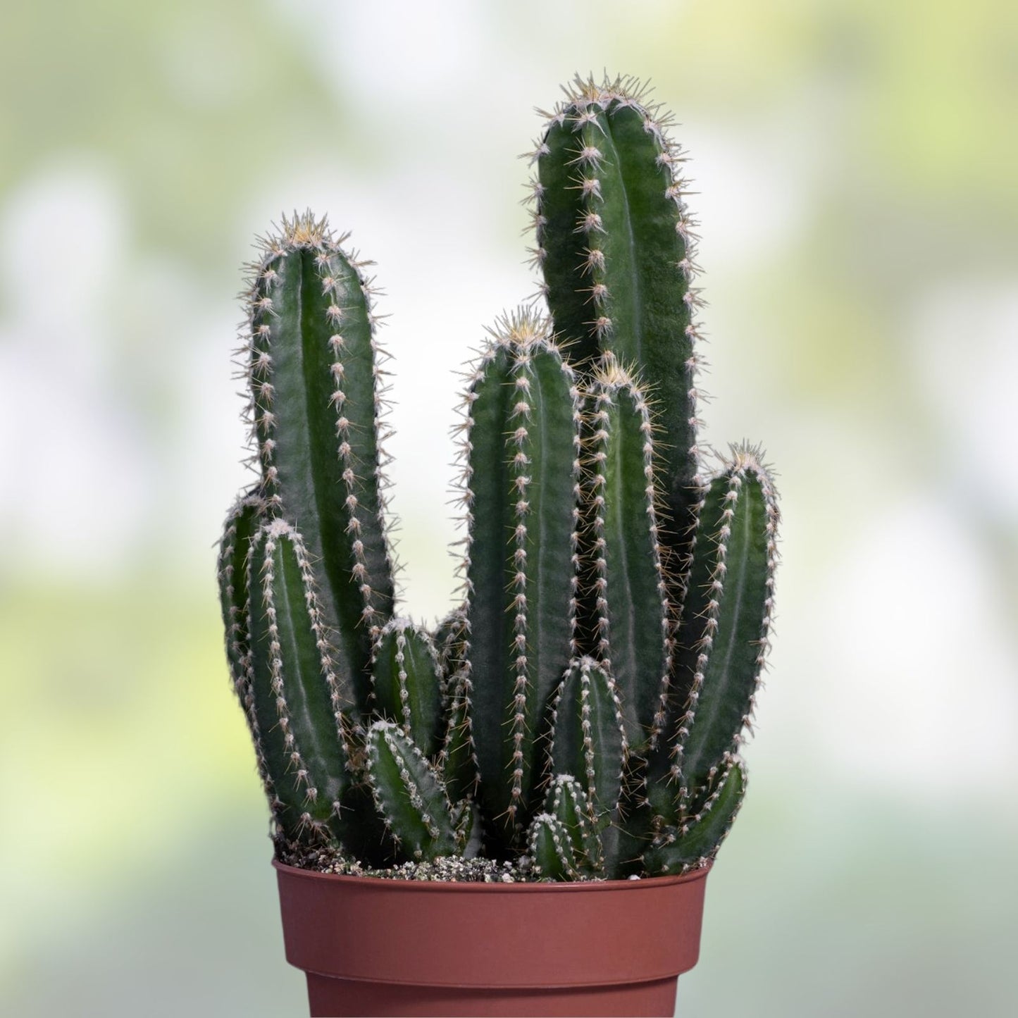 Cereus Werdemannianus Cactus Indoor Plant 17" – Columnar Succulent, Houseplant, Live Desert Plant, Easy Care, Fast Growing