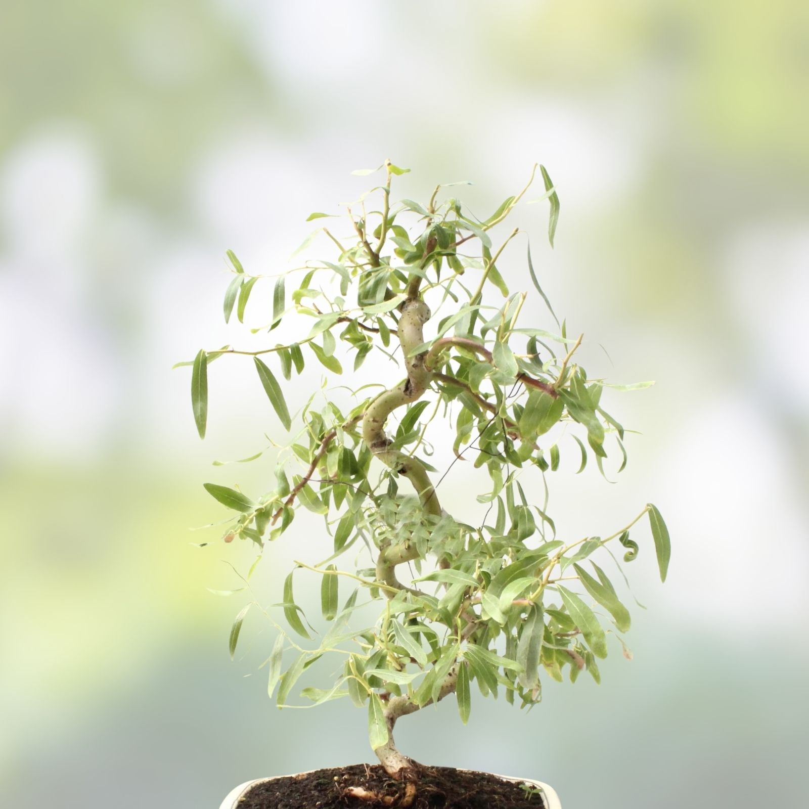 Bonsai Tree Cutting - Dwarf Japanese Curly Willow - Salix Matsudana - Live Plant Propagation Material - Rare Fast-Growing Shrub