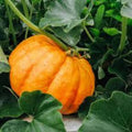 Cinderella Pumpkin Seeds Organic Cucurbita pepo Halloween Decor Live Plant Starter Pack Free Shipping