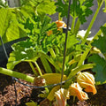 Golden Zucchini Squash Seeds – Non-GMO Organic Vegetable Seeds – Cucurbita pepo – Garden Starter Plant or Bare Root