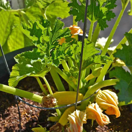 Golden Zucchini Squash Seeds – Non-GMO Organic Vegetable Seeds – Cucurbita pepo – Garden Starter Plant or Bare Root