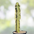 Rare Euphorbia Ammak Variegated African Candelabra Succulent Cutting 22" Live Plant Propagation