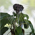 Black Bat Flower Plant Tacca chantrieri Small Rooted Starter Exotic Indoor Houseplant